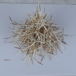Porcupine Quills